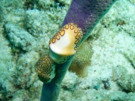 Flamingo Tongue IMG 5645